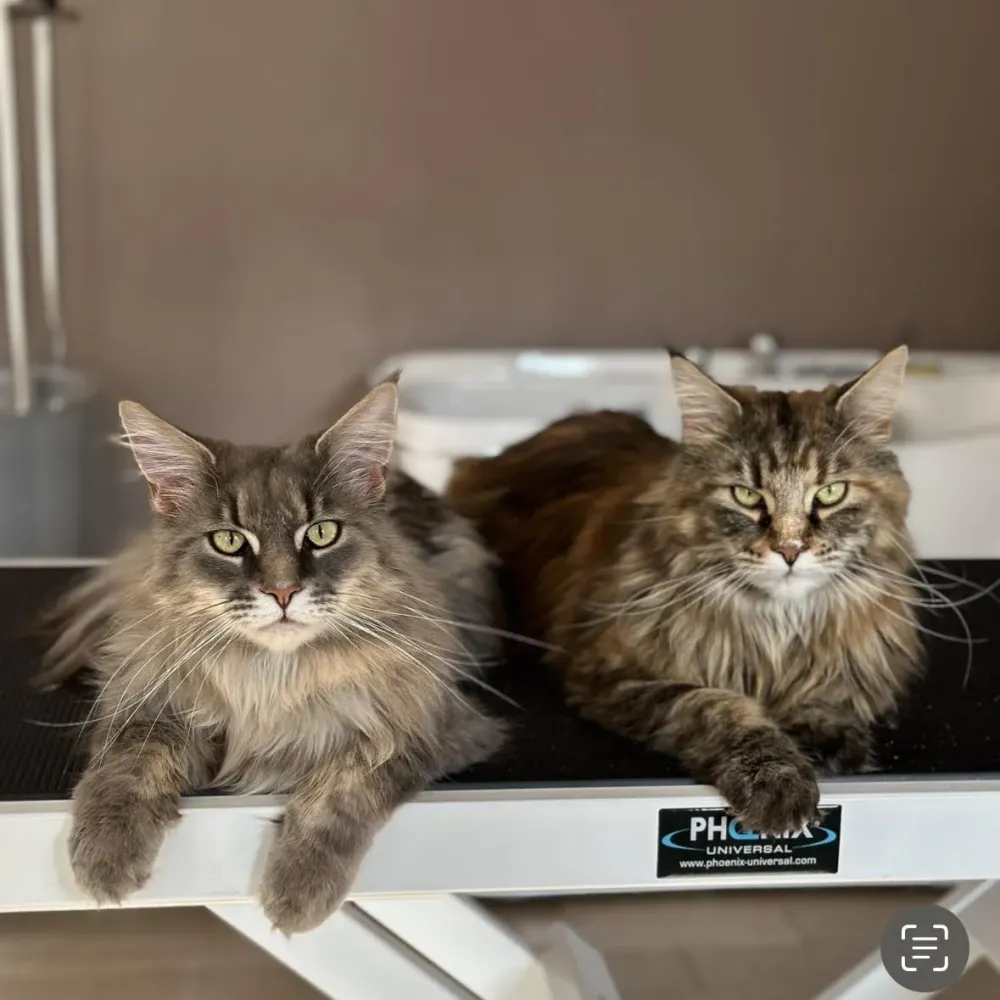 photo des anciens clients d'olivia